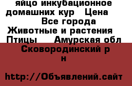 яйцо инкубационное домашних кур › Цена ­ 25 - Все города Животные и растения » Птицы   . Амурская обл.,Сковородинский р-н